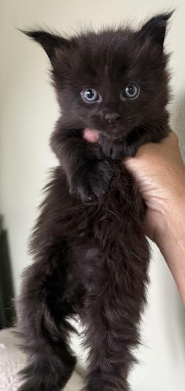 MALEFICENT LITTER photo 2