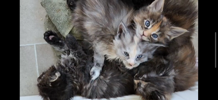 MALEFICENT LITTER photo 1