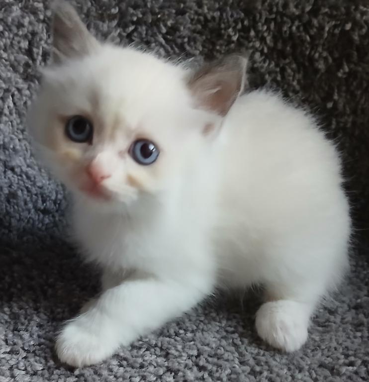 Purrfect Kittens photo 5