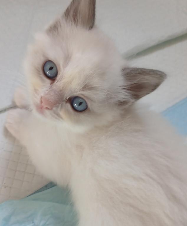 Purrfect Kittens photo 1