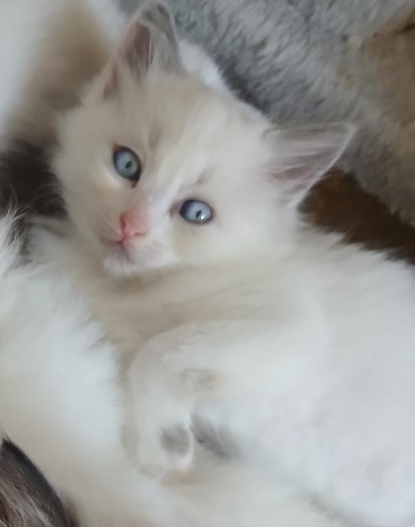 Purrfect Kittens photo 6