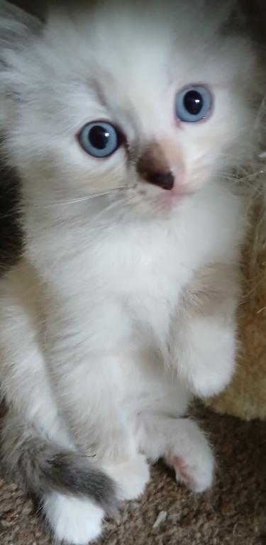 Purrfect Kittens photo 4