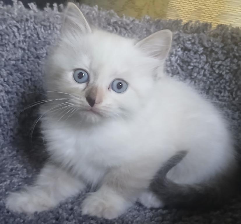 Purrfect Kittens photo 3