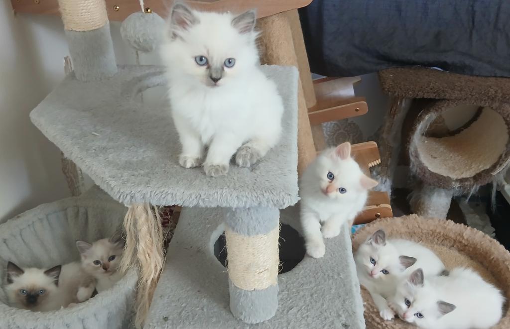 Purrfect Kittens photo 8