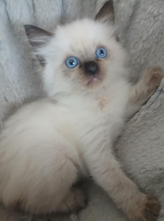 Purrfect Kittens photo 7