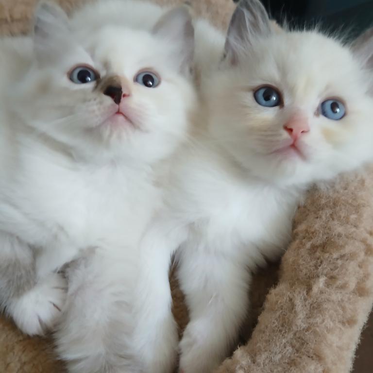 Purrfect Kittens photo 9
