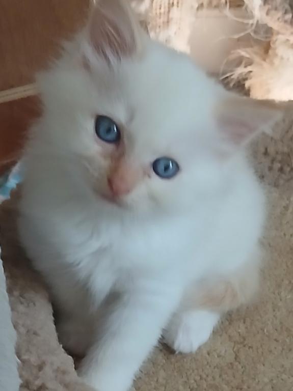 Purrfect Kittens photo 2