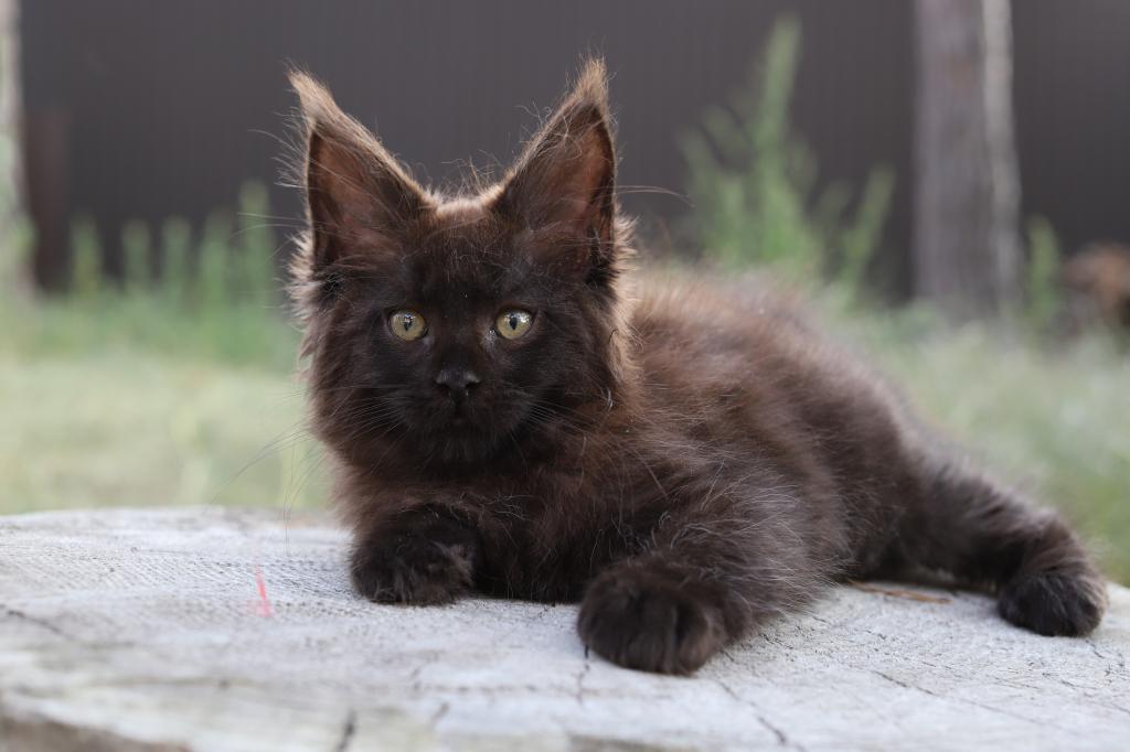 Elena Maine Coon Female photo 2