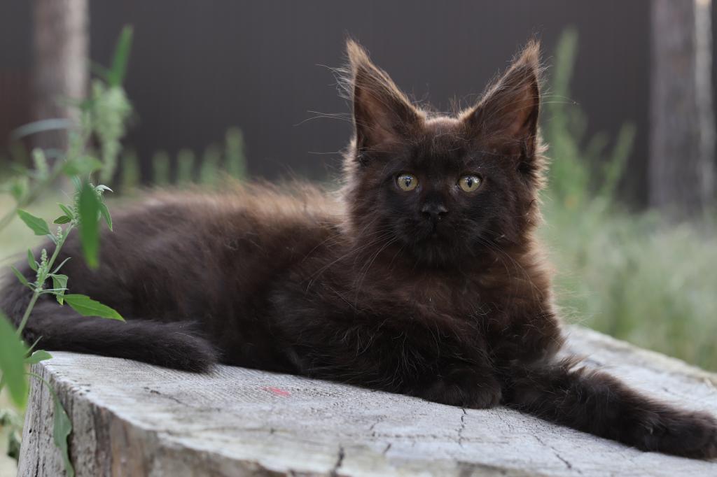 Elena Maine Coon Female photo 3