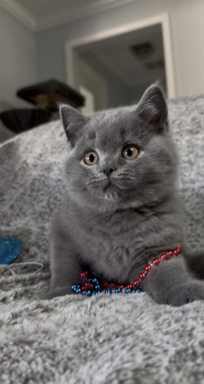 British SH Blue Male photo 1