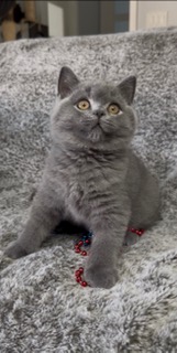 British SH Blue Male photo 2
