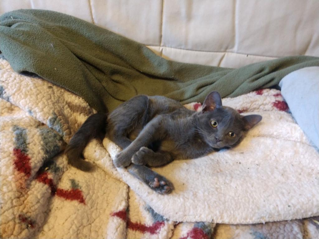 Pauli  Polydactyl  Scottish Straight