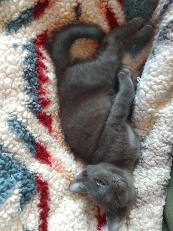 Pauli  Polydactyl  Scottish Straight photo 4