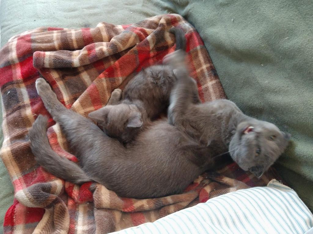 Pauli  Polydactyl  Scottish Straight photo 6