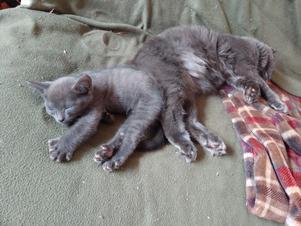Pauli  Polydactyl  Scottish Straight photo 7