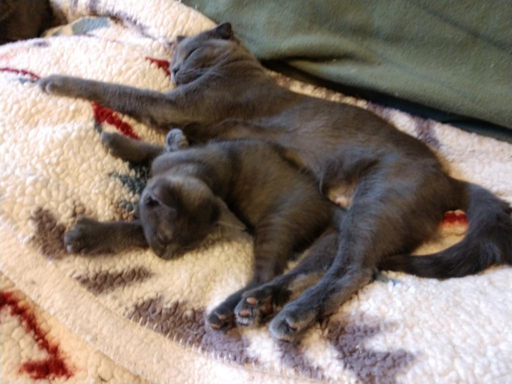 Pauli  Polydactyl  Scottish Straight photo 2