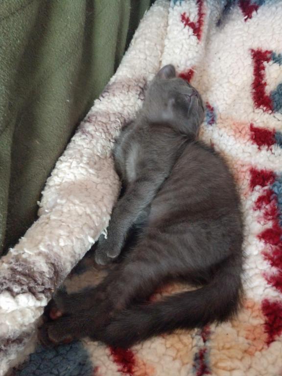 Pauli  Polydactyl  Scottish Straight photo 5