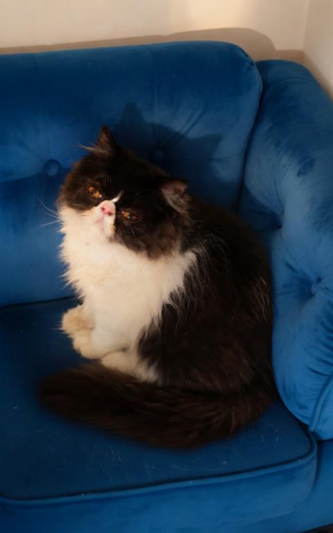 C F A Black Bicolor Male Persian Kitten
