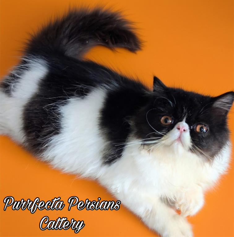 C F A Black Bicolor Male Persian Kitten photo 1