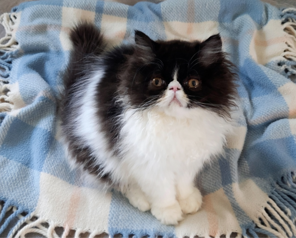 C F A Black Bicolor Male Persian Kitten photo 2