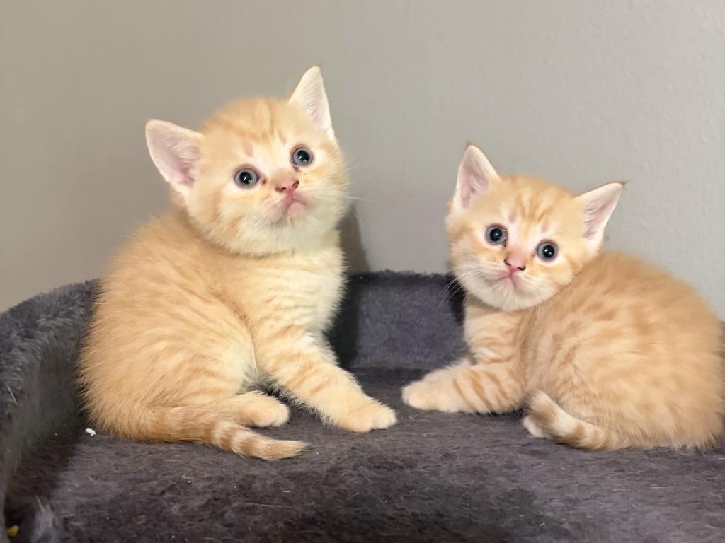 Brother photo 25