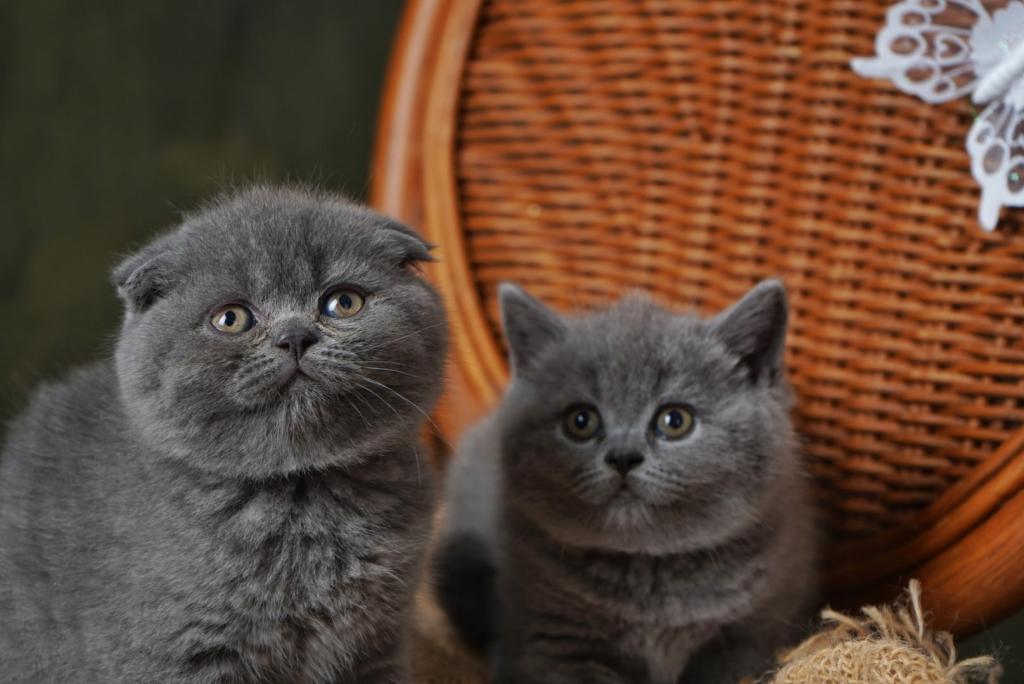 Billy &Buster photo 3