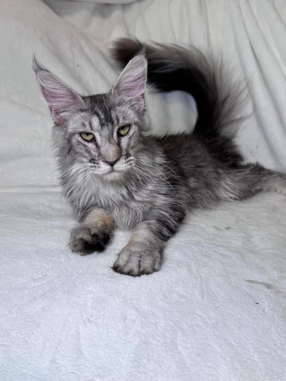 Archie Silver