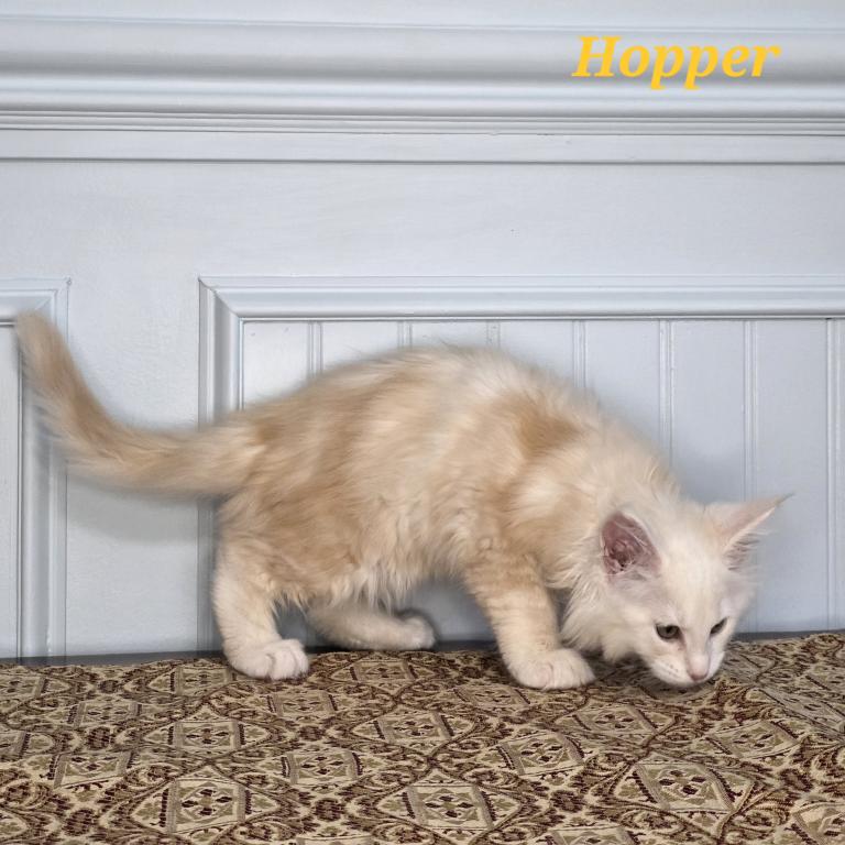 HOPPER photo 6