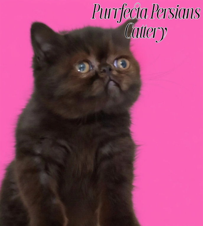 Tica Black Exotic Shorthair Kittens