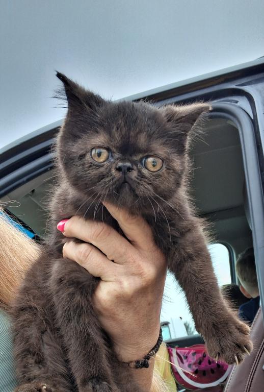 Tica Black Exotic Shorthair Kittens