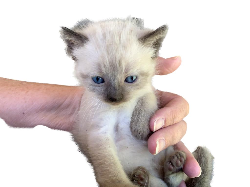 SIAMESE Kittens photo 1