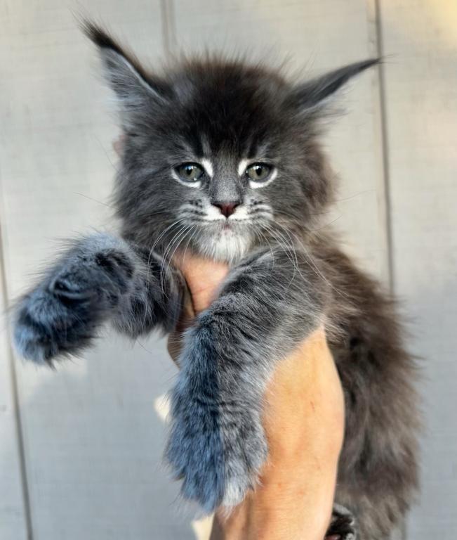 Gambit Blue Tabby Female