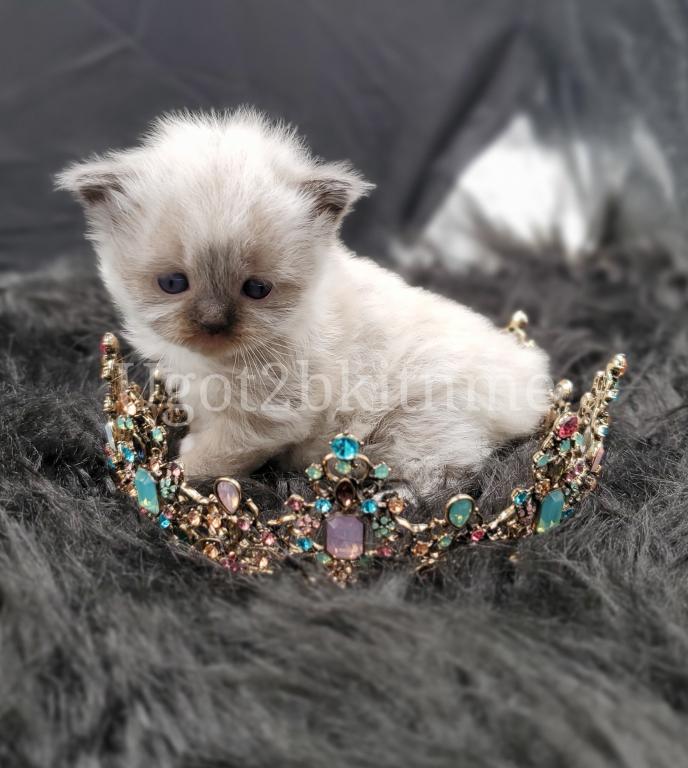 Minuets Reserve Yours Now photo 2