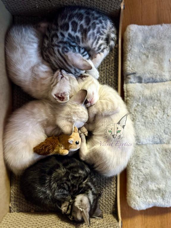 Bengal Kittens photo 2