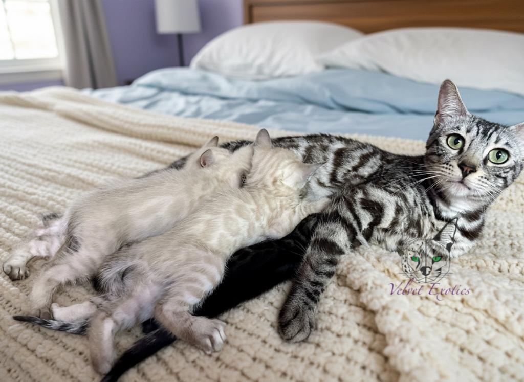 Bengal Kittens photo 3
