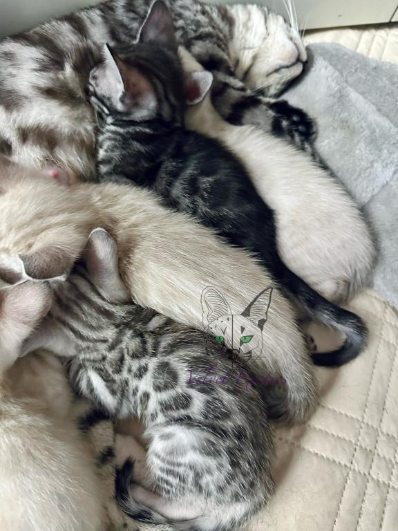 Bengal Kittens photo 1
