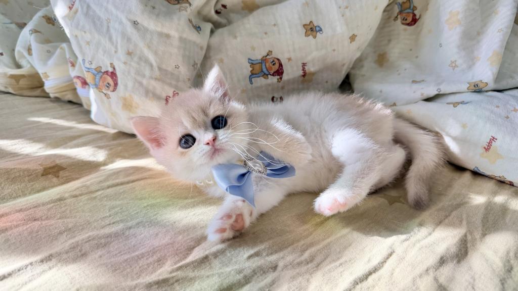 Mocha photo 5