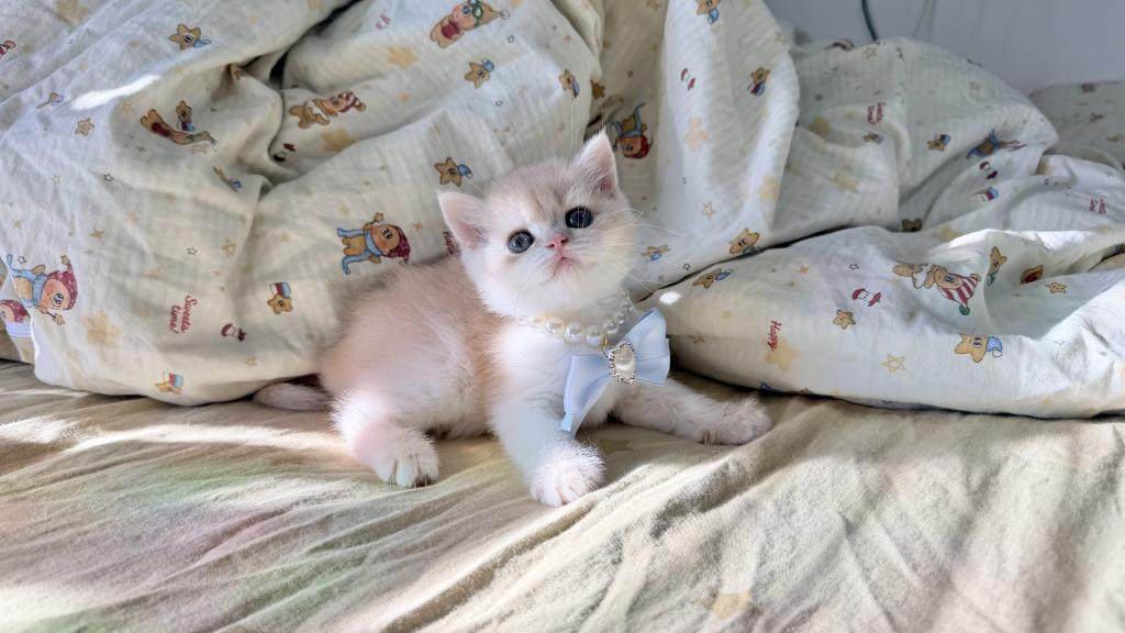Mocha photo 2