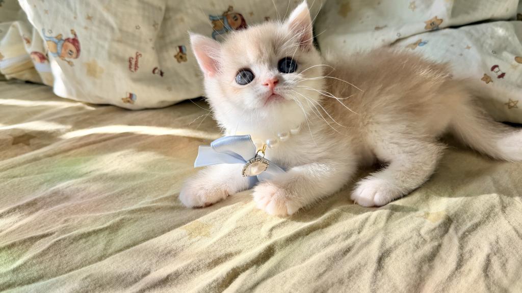 Mocha photo 1