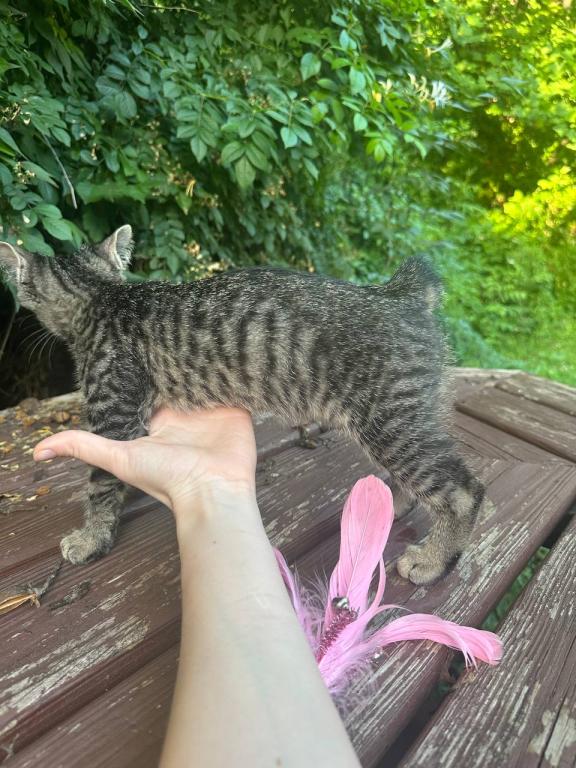 Bobtail Girl  Black Brown  Spotted Kitten photo 2