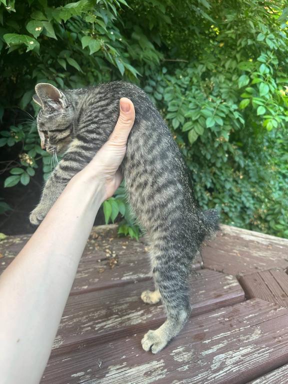 Bobtail Girl  Black Brown  Spotted Kitten photo 4