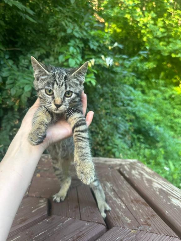 Bobtail Girl  Black Brown  Spotted Kitten photo 5