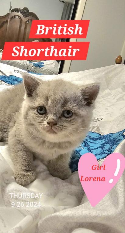 British Shorthair Kittens  Ready To Go Home Now photo 14