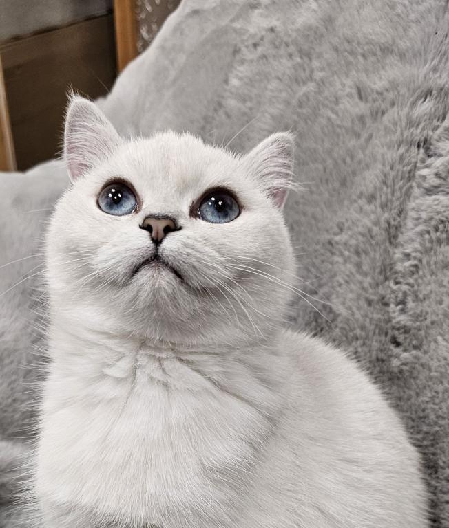 British Shorthair Kittens  Ready To Go Home Now photo 6
