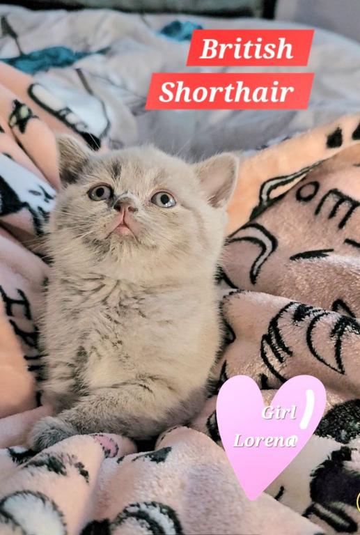 British Shorthair Kittens  Ready To Go Home Now photo 8