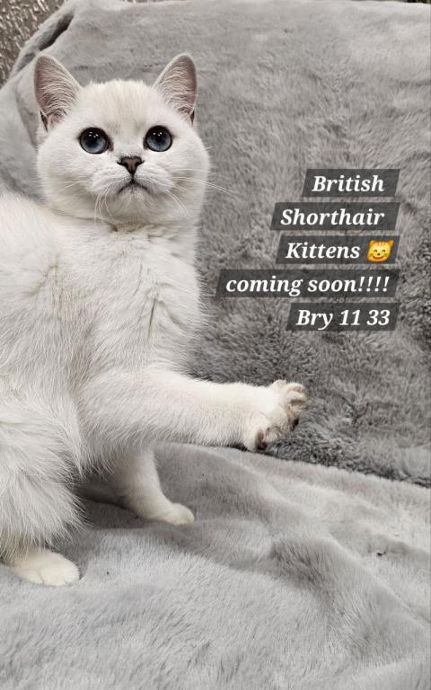 British Shorthair Kittens  Ready To Go Home Now photo 4
