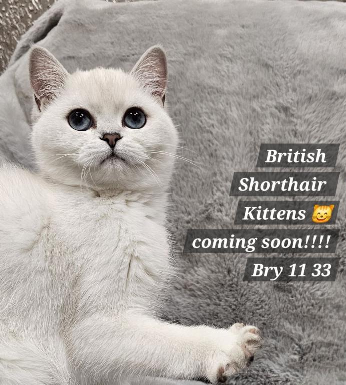 British Shorthair Kittens  Ready To Go Home Now photo 1