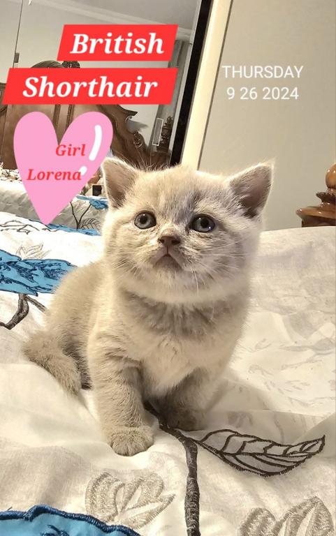 British Shorthair Kittens  Ready To Go Home Now photo 15
