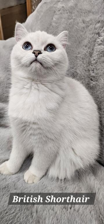 British Shorthair Kittens  Ready To Go Home Now photo 2