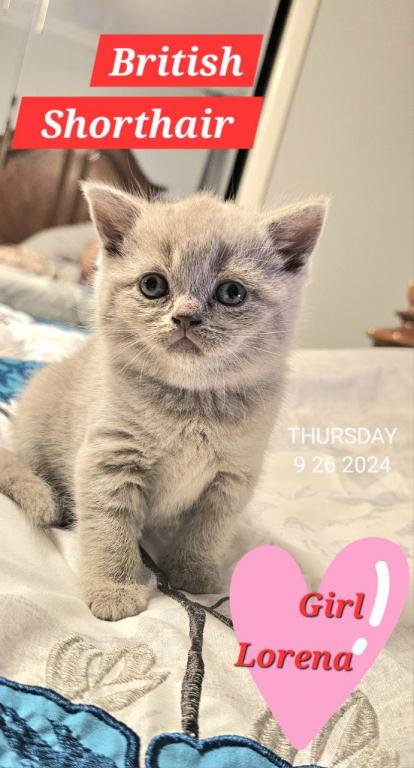 British Shorthair Kittens  Ready To Go Home Now photo 16